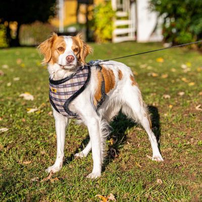Ferplast Harnais en tissu respirant pour chiens et chats. NIKITA FUR