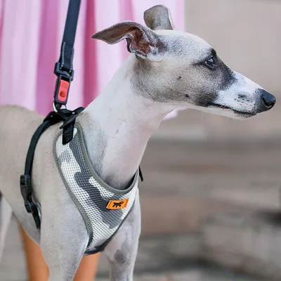 Ferplast Harnais technique en nylon respirant pour chiens. NIKITA P