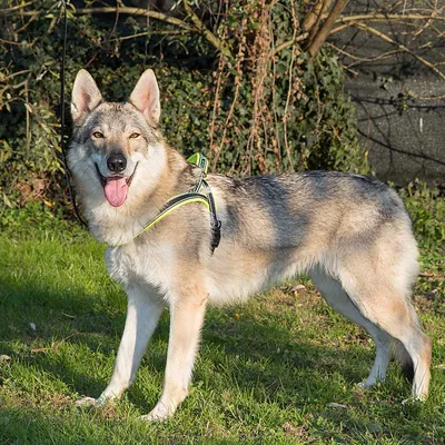 Ferplast Harnais pour chiens avec rembourrage soft. SPORT DOG P