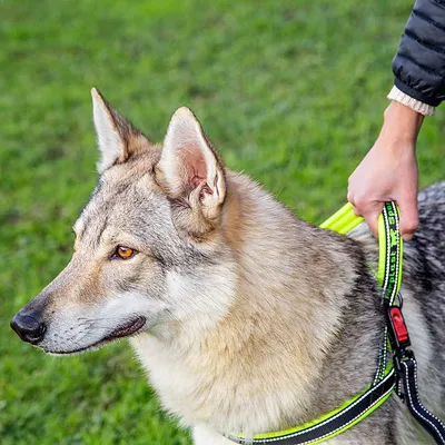 Ferplast Harnais pour chiens avec rembourrage soft. SPORT DOG P