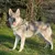 Ferplast Harnais pour chiens avec rembourrage soft. SPORT DOG P Ferplast Harnais pour chiens avec rembourrage soft. SPORT DOG P