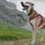Ferplast Harnais réfléchissante pour chiens avec boucle DAYTONA CROSS P Ferplast Harnais réfléchissante pour chiens avec boucle DAYTONA CROSS P
