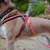 Ferplast Harnais réfléchissante pour chiens avec boucle DAYTONA CROSS P Ferplast Harnais réfléchissante pour chiens avec boucle DAYTONA CROSS P