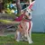Ferplast Harnais réfléchissante pour chiens avec boucle DAYTONA CROSS P Ferplast Harnais réfléchissante pour chiens avec boucle DAYTONA CROSS P
