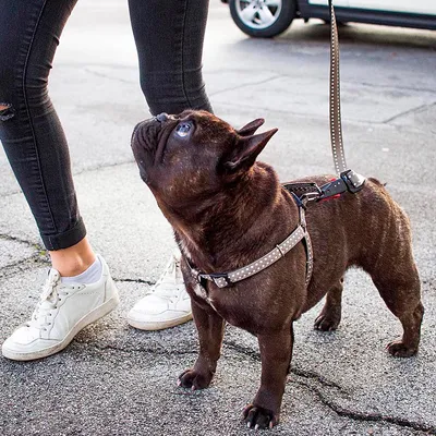 Ferplast Harnais en nylon pour chiens, disponible en CRICKET P