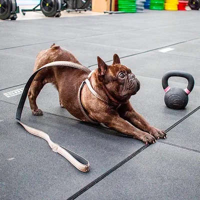 Ferplast Harnais en nylon pour chiens, disponible en CRICKET P