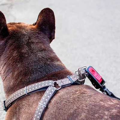 Ferplast Harnais en nylon pour chiens, disponible en CRICKET P