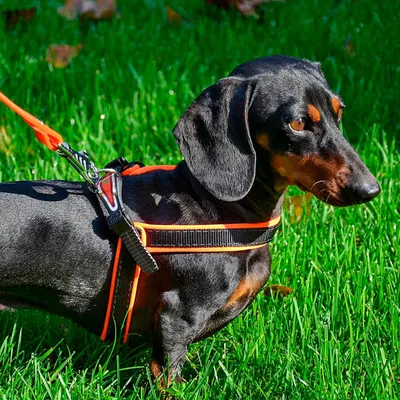 Ferplast Harnais ergonomique pour chiens avec rembourrage AGILA FLUO 3-9 Ferplast Harnais ergonomique pour chiens avec rembourrage AGILA FLUO 3-9