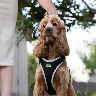 Ferplast Harnais ergonomique avec micro-régulation - ERGOCOMFORT P