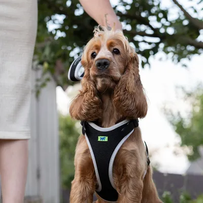 Ferplast Harnais ergonomique avec micro-régulation - ERGOCOMFORT P