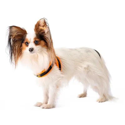 Ferplast Harnais ergonomique pour chiens avec rembourrage AGILA FLUO 1-2