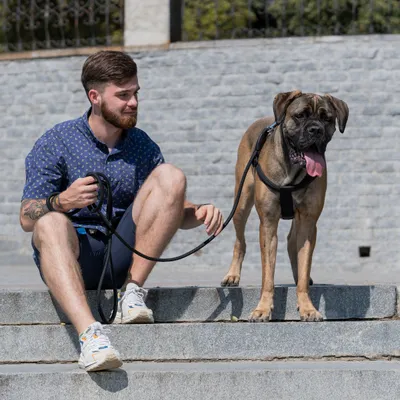 Ferplast Harnais en nylon avec rembourrage moelleux. En DAYTONA P