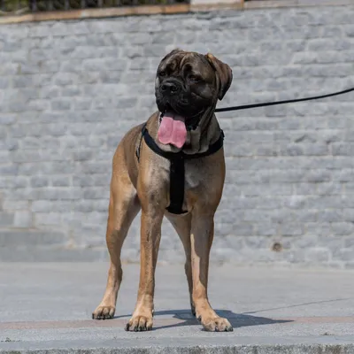 Ferplast Harnais en nylon avec rembourrage moelleux. En DAYTONA P