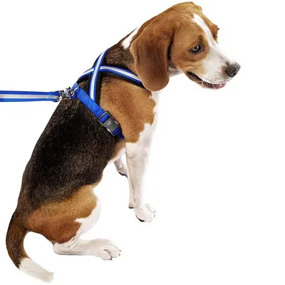 Ferplast Harnais réfléchissante pour chiens avec boucle DAYTONA CROSS P