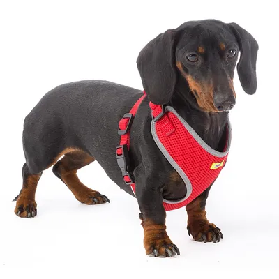 Ferplast Harnais pour chiens en nylon respirant avec NIKITA P Ferplast Harnais pour chiens en nylon respirant avec NIKITA P