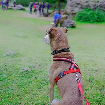 Ferplast Harnais réfléchissante pour chiens avec boucle DAYTONA CROSS P