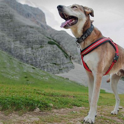 Ferplast Harnais réfléchissante pour chiens avec boucle DAYTONA CROSS P