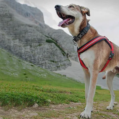 Ferplast Harnais réfléchissante pour chiens avec boucle DAYTONA CROSS P