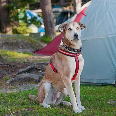 Ferplast Harnais réfléchissante pour chiens avec boucle DAYTONA CROSS P