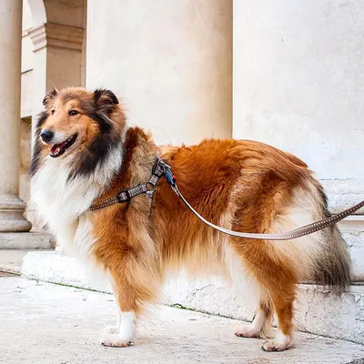 Ferplast Harnais en nylon pour chiens, disponible en CRICKET P