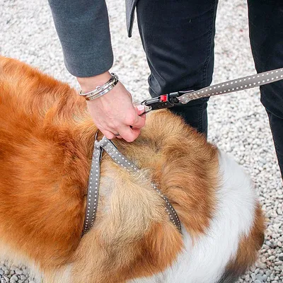 Ferplast Harnais en nylon pour chiens, disponible en CRICKET P