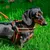 Ferplast Harnais ergonomique pour chiens avec rembourrage AGILA FLUO 3-9 Ferplast Harnais ergonomique pour chiens avec rembourrage AGILA FLUO 3-9