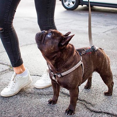 Ferplast Harnais en nylon pour chiens, disponible en CRICKET P