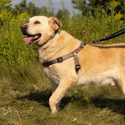 Ferplast Harnais en nylon avec rembourrage moelleux. En DAYTONA P