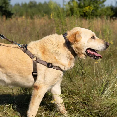 Ferplast Harnais en nylon avec rembourrage moelleux. En DAYTONA P