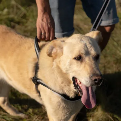 Ferplast Harnais ergonomique en nylon de type suédois - 3 ERGOCOMFORT