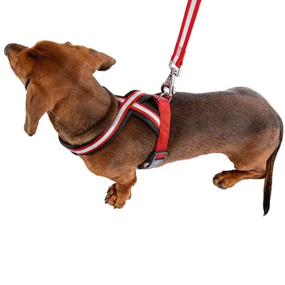 Ferplast Harnais réfléchissante pour chiens avec boucle DAYTONA CROSS P