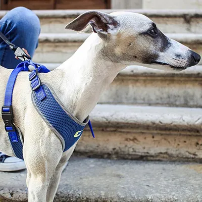 Ferplast Harnais pour chiens en nylon respirant avec NIKITA P