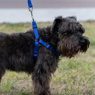 Ferplast Harnais en nylon avec rembourrage moelleux. En DAYTONA P