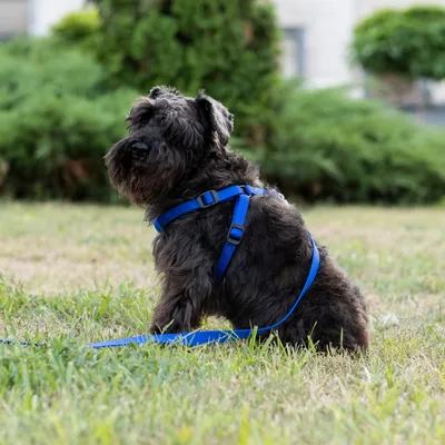 Ferplast Harnais en nylon avec rembourrage moelleux. En DAYTONA P