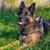 Ferplast Harnais pour chiens avec rembourrage soft. SPORT DOG P Ferplast Harnais pour chiens avec rembourrage soft. SPORT DOG P