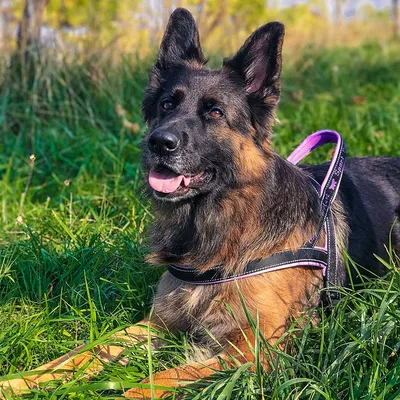 Ferplast Harnais pour chiens avec rembourrage soft. SPORT DOG P