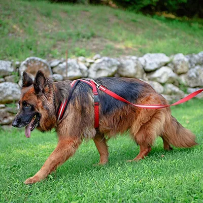 Ferplast Harnais réfléchissante pour chiens avec boucle DAYTONA CROSS P