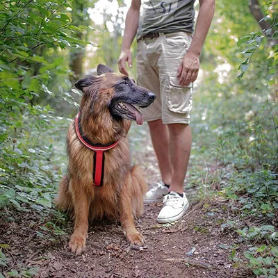 Ferplast Harnais réfléchissante pour chiens avec boucle DAYTONA CROSS P