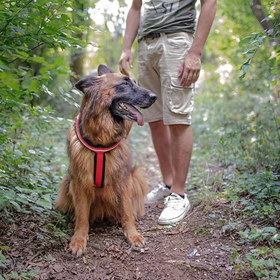 Ferplast Harnais réfléchissante pour chiens avec boucle DAYTONA CROSS P