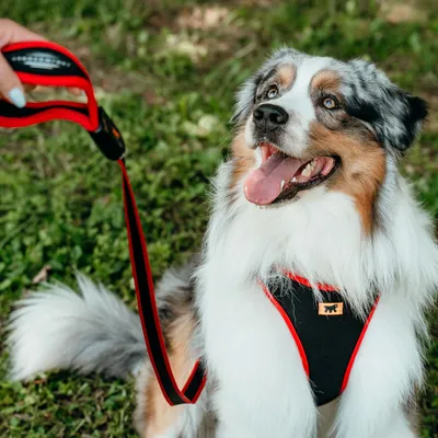 Ferplast Harnais ergonomique avec micro-régulation - ERGOCOMFORT P