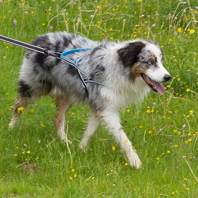 Ferplast Harnais pour chiens avec rembourrage soft. SPORT DOG P