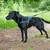 Ferplast Harnais pour chiens avec rembourrage soft. SPORT DOG P Ferplast Harnais pour chiens avec rembourrage soft. SPORT DOG P