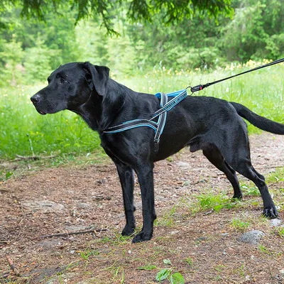 Ferplast Harnais pour chiens avec rembourrage soft. SPORT DOG P