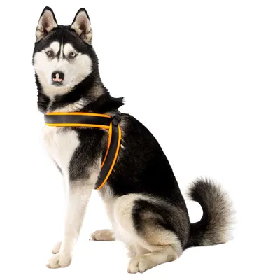 Ferplast Harnais ergonomique pour chiens avec fermeture AGILA FLUO 3-9