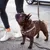 Ferplast Harnais en nylon pour chiens, disponible en CRICKET P Ferplast Harnais en nylon pour chiens, disponible en CRICKET P