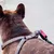 Ferplast Harnais en nylon pour chiens, disponible en CRICKET P Ferplast Harnais en nylon pour chiens, disponible en CRICKET P