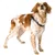 Ferplast Harnais ergonomique pour chiens avec AGILA 4-9 Ferplast Harnais ergonomique pour chiens avec AGILA 4-9