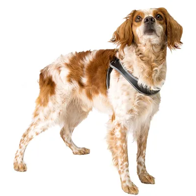 Ferplast Harnais ergonomique pour chiens avec AGILA 4-9 Ferplast Harnais ergonomique pour chiens avec AGILA 4-9