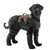 Ferplast Harnais pour chien ergonomique anti-évasion et ERGOTREKKING P