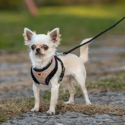 Ferplast Harnais en tissu respirant pour chiens et chats. NIKITA FUR